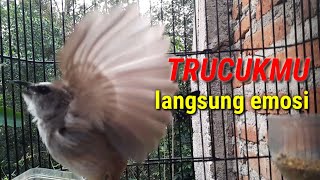 Download lagu suara Ropelan burung trucuk pendek pendek untuk melatih an memancing trucuk belajar ngoropel panjang mp3