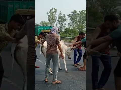 cow rescue on road