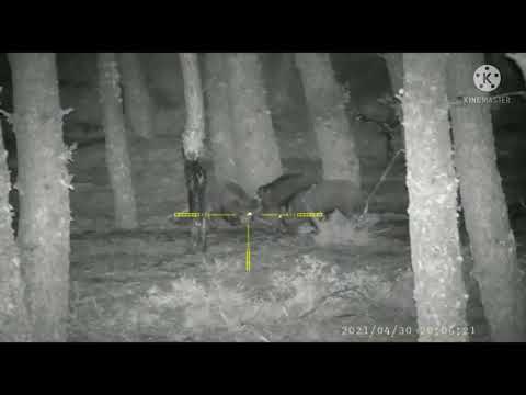 PARD NV008p Browning X-Bolt SF Max Varmint Threaded 223rem