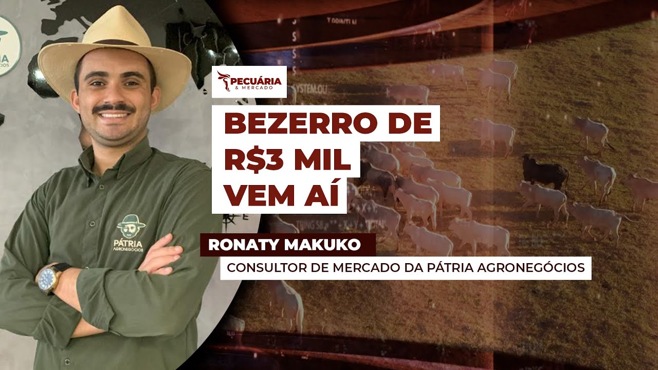 Reação nos preços do bezerro está começando , mas troca ainda é favorável
