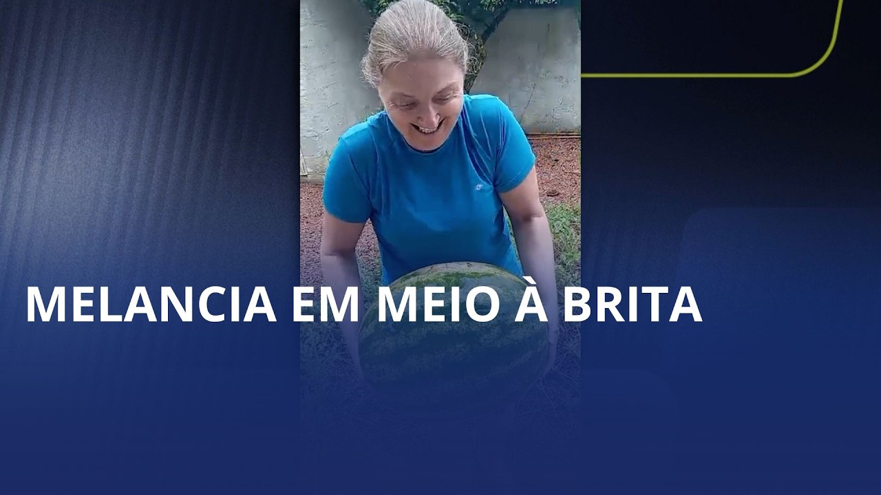Melancias crescem em meio à brita