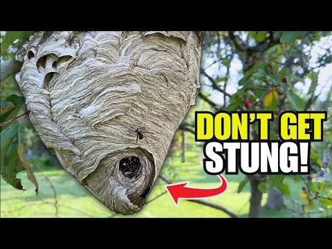 Easily Remove a Wasp Nest WITHOUT Getting Stung!