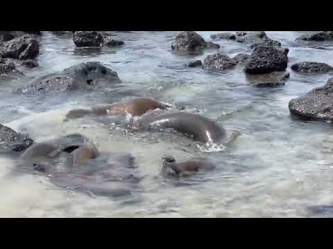 Sea lion day care area San Cristobal