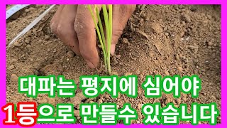 대파는 평지에 심어야 1등으로 만들수 있습니다~대파심는 방법,간격,깊이 주말농장,텃밭,귀농귀촌,농사,농부,농…