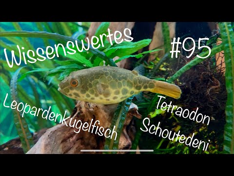Der Leopardenkugelfisch | Tetraodon schoutedeni | Wissenswertes #95