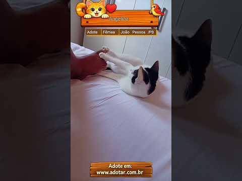 Vídeo de Angelina