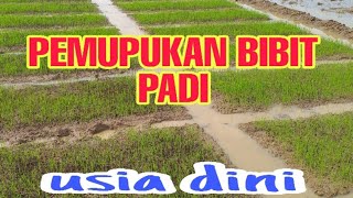 Download lagu RICE SEED FERTILIZATION I mp3
