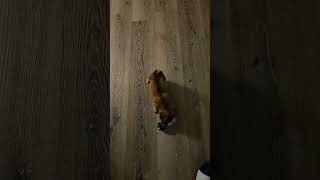 Video preview image #1 Chihuahua-Unknown Mix Puppy For Sale in Tampa, FL, USA