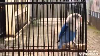 Download lagu Lovebird ngekek panjang(gaya antik) mp3 Download lagu Lovebird ngekek panjang(gaya antik) mp3