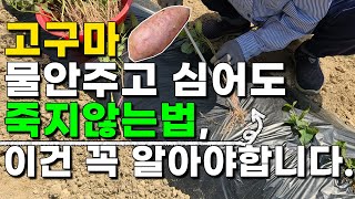 고구마 더 달고 맛있게 키우려면 이건 꼭 알고 심어야합니다. 고구마 물안주고 심는법 고구마농사 고구마재배