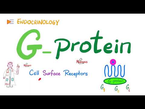 G-Protein & G-Protein-Coupled Receptors (GPCR) | Cell Surface Receptor | Physiology | Endocrinology