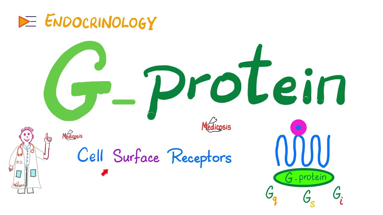 G-Protein & G-Protein-Coupled Receptors (GPCR) | Cell Surface Receptor | Physiology | Endocrinology