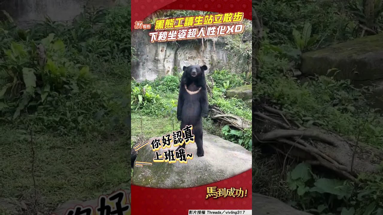 影音/黑熊「工讀生」雙腳站立散步 下秒坐姿超人性化網友笑翻