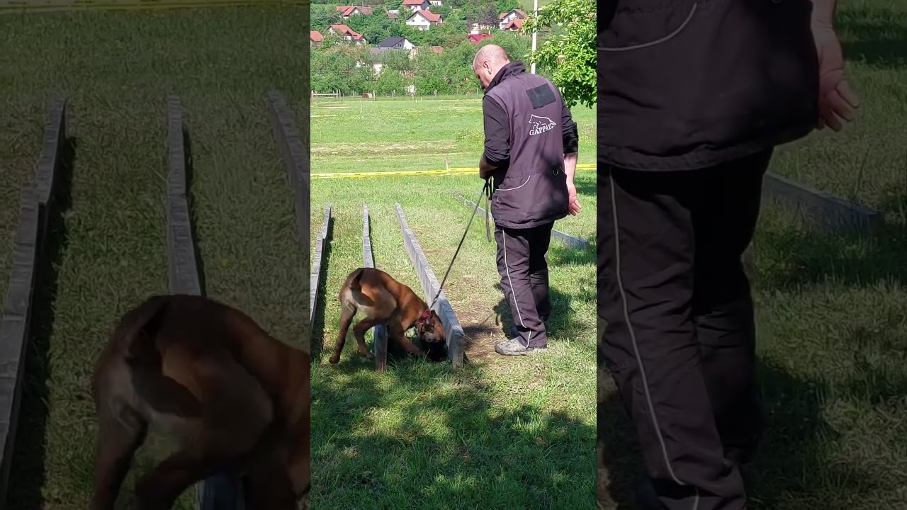 Norsk Folkehjelp Ansett en minehund Tron - Jotron