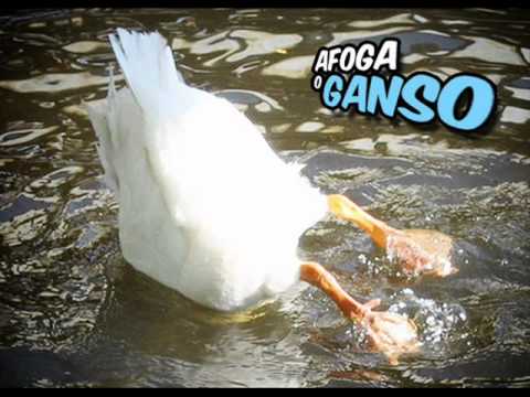 Afoga o Ganso