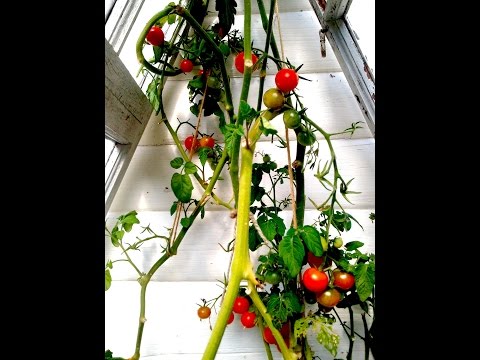 , title : 'Odla tomater - fröså för att odla själv i din trädgård på balkongen eller fönsterbrädan'