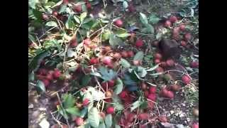 preview picture of video 'Panen buah Rambutan di Desa seru sekali'