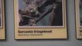 Walter Becker Circus Money Fringehead