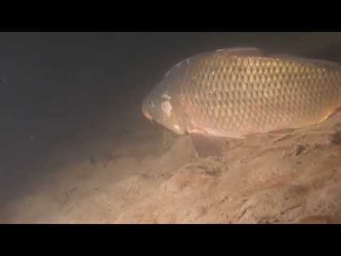 Vianočná zlatá rybka