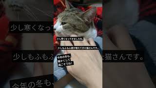 Tatsu_Pと猫さん 毛布包まりもふもふを堪能 #猫のいる暮らし