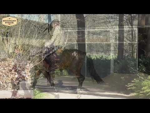 "Dominator`s Fire" - v. Dominator Z x Coronino, geb. 2017