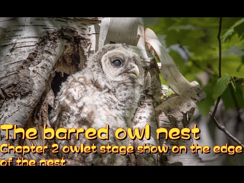 2020.2 The barred owl nest - owlet stage show on the edge of the nest