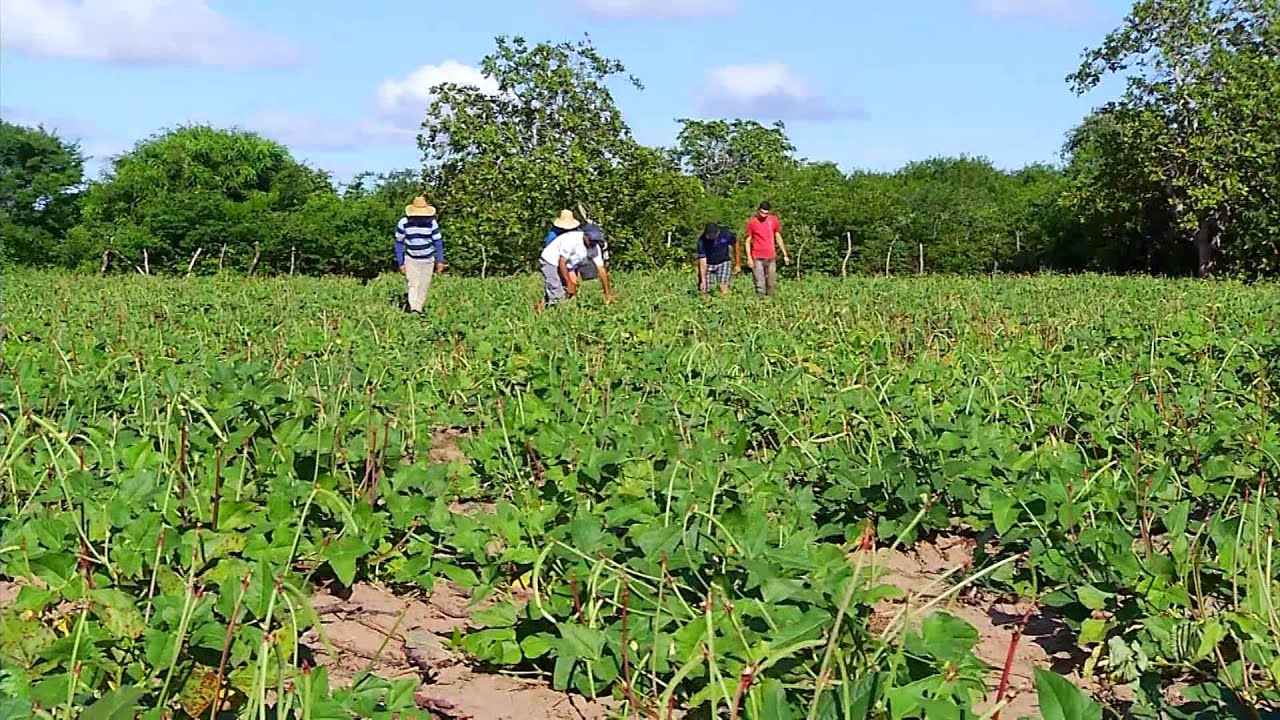 FARTURA SERTÃO - Francisco Júnior