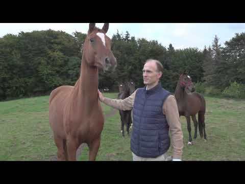 HSR Trakehner Tour-  Gut Panker  - 4. Etappe