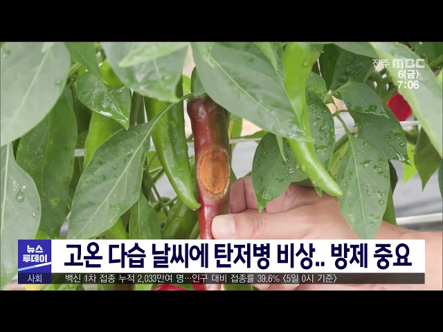 고온 다습 날씨에 탄저병 비상 방제 중요