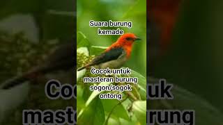 Download lagu suara burung kemade cck untuk mastran burung sogon/sogok ontong mp3