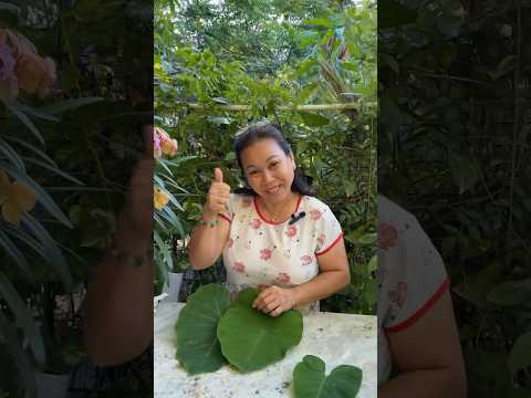 How mom tells between an edible elephant ear plant vs a poisonous one! #taro #garden #shorts