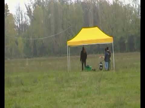 Jaffar fardos el arab (R) & Ulmarra wysiwyg (W) 2nd run @ Modena National Coursing 25/11/18