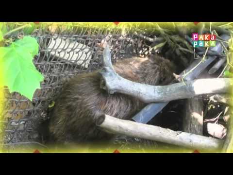 Animapaka II: Castor (Cap. 18) - Canal Pakapaka