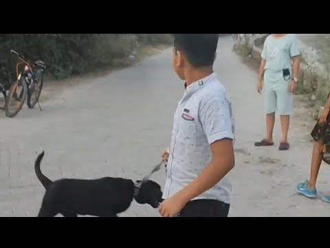 We met a cute dog named Maharaj || Ojasvi || Satwik || The_Luthra's vlog