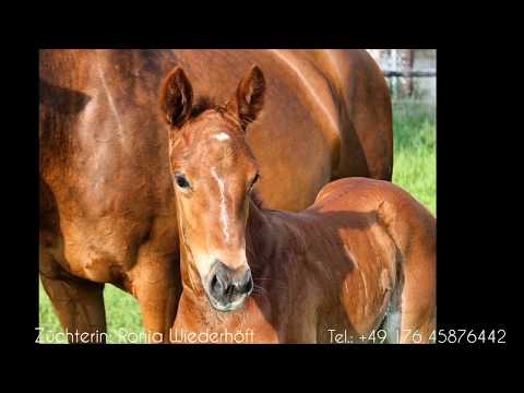 Überragendes Stutfohlen vom Starvererber Belissimo M *2018