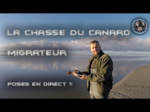 Superbe Chasse du Canard Migrateur à la Passée  Sarcelle,Siffleur,Chipeau....Duck Hunting