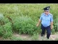 Житомирская милиция уничтожила 10 га конопли с воздуха - Житомир.info 