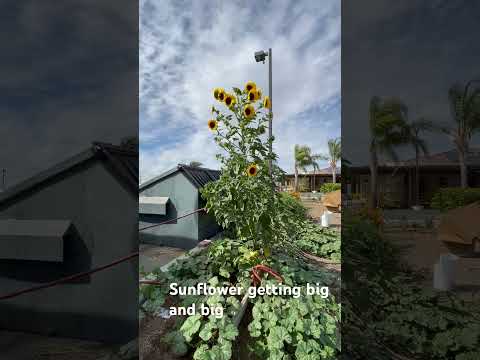 Sunflower 🌻 getting big