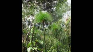 Geoffrey Oryema - The African Odysseus. Best of(Rwot Obwola Wan)