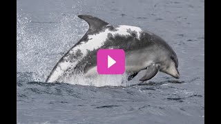 Adopt a dolphin Update October 2022 | Whale and Dolphin Conservation