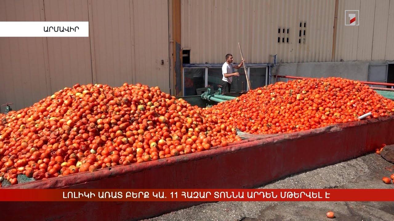 Լոլիկի առատ բերք կա. 11 հազար տոննա արդեն մթերվել է