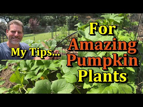 How to Care for Pumpkin Plants - Get More Pumpkins! (Watering, Fertilizing, Pest & Disease Care)