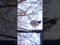 The Common Gull S Calling