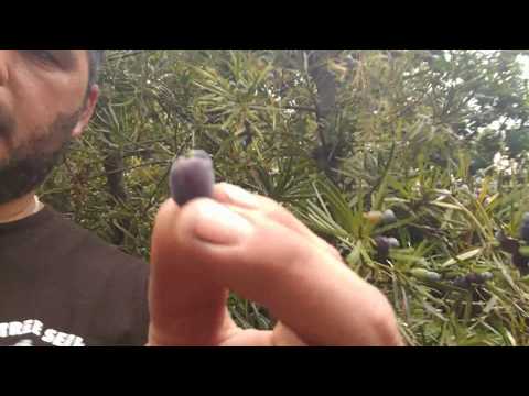 Potocarpus berries Are They Edible.