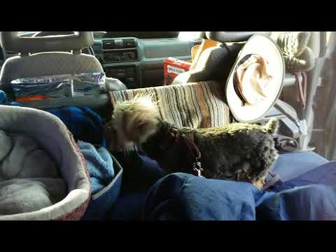 SimplyLesa 2017 1210 Simply Sunday with Ozzie!