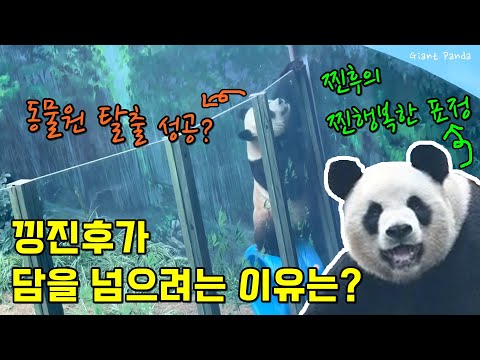 🐼판다 진후 페이윈 싸움 그리고 동물원 탈출😲진후가 해맑게 웃은 이유는?