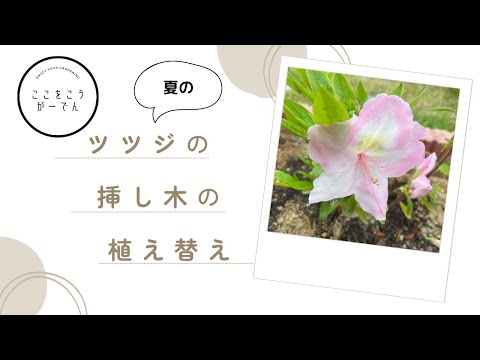 冬にツツジを保護する方法 庭のシャクナゲのメンテナンス