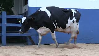 Vídeo 98 - 1ª ETAPA MEGA LIQUIDAÇÃO TOTAL AGROPECUÁRIA MARAJOARA - DIA 4 | GADO GIROLANDO E HOLANDÊS