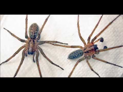 Knockdown Pest Control | Pest Control Sydney