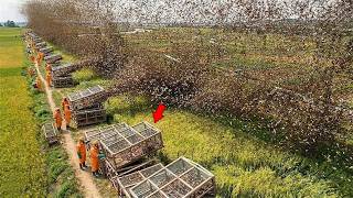 中国把蝗灾噩梦变成了一个价值数十亿美元的产业，让全世界都感到震惊